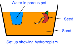 hydrotropism