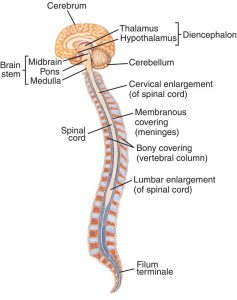 central nervous system diagram