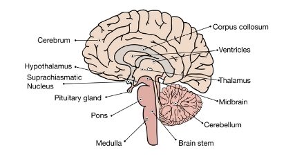 human brain diagram class 10