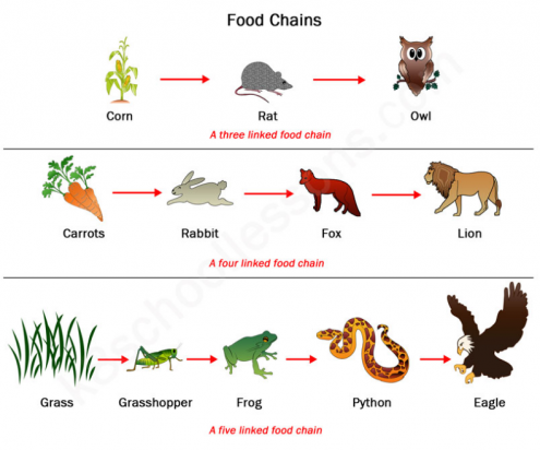food chain