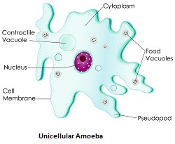 Amoeba unicellular organism