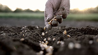 sowing of seeds