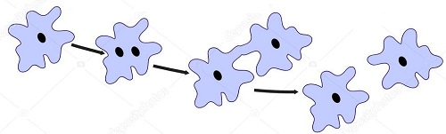 binary fission of amoeba