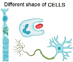 shape of cells